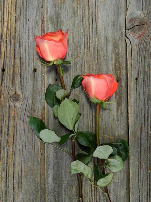 HIGH ORANGE  ORANGE ROSES